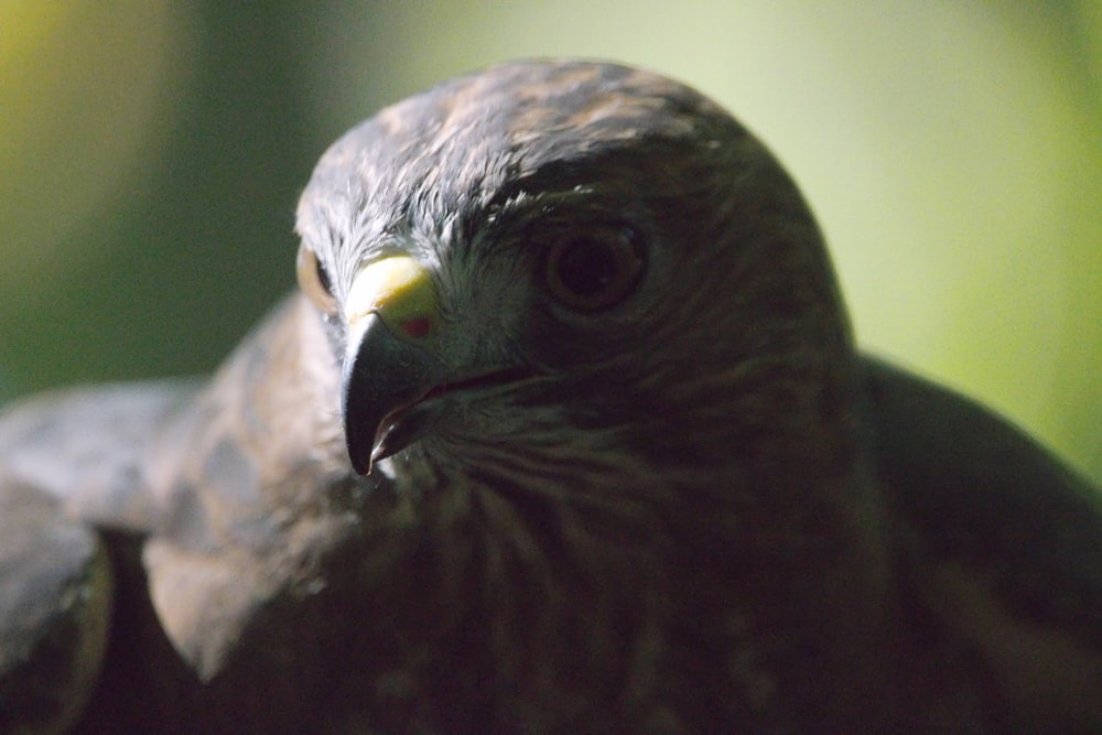 a close up of a bird with a blurry background