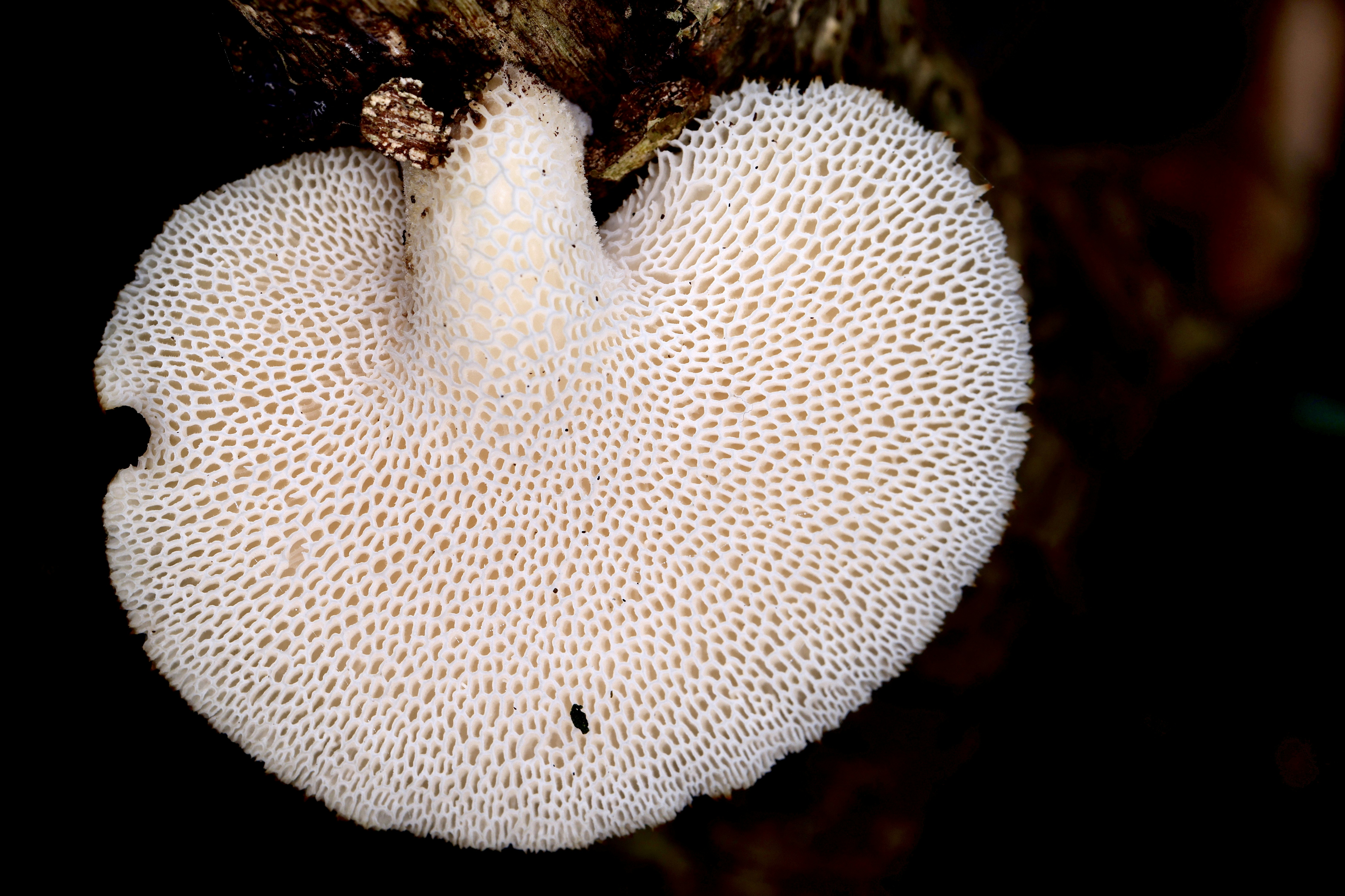 Hongo creciendo en tronco