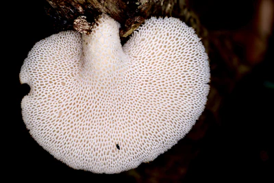 Close-up of vibrant mushroom mycelium spreading over a sterilized coconut fiber substrate
