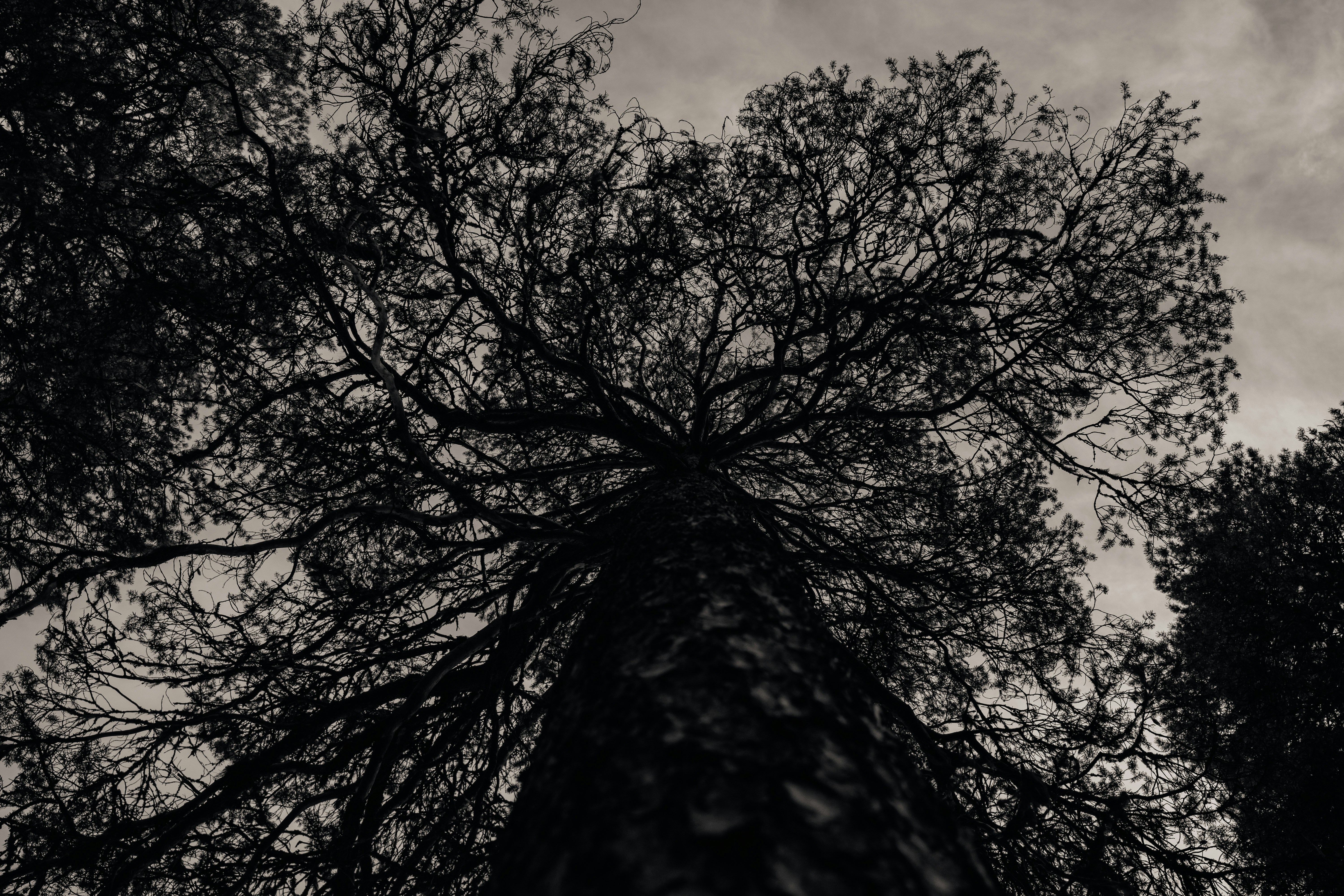 the top of a tall tree in a forest