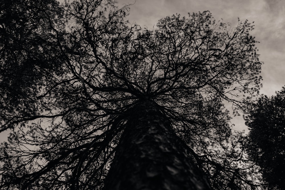 the top of a tall tree in a forest