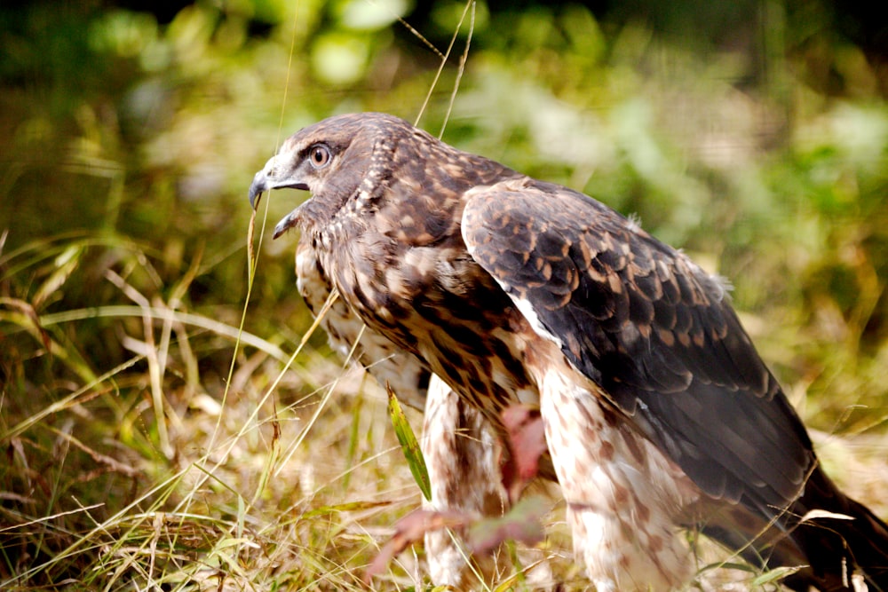 a brown and white bird standing in the grass