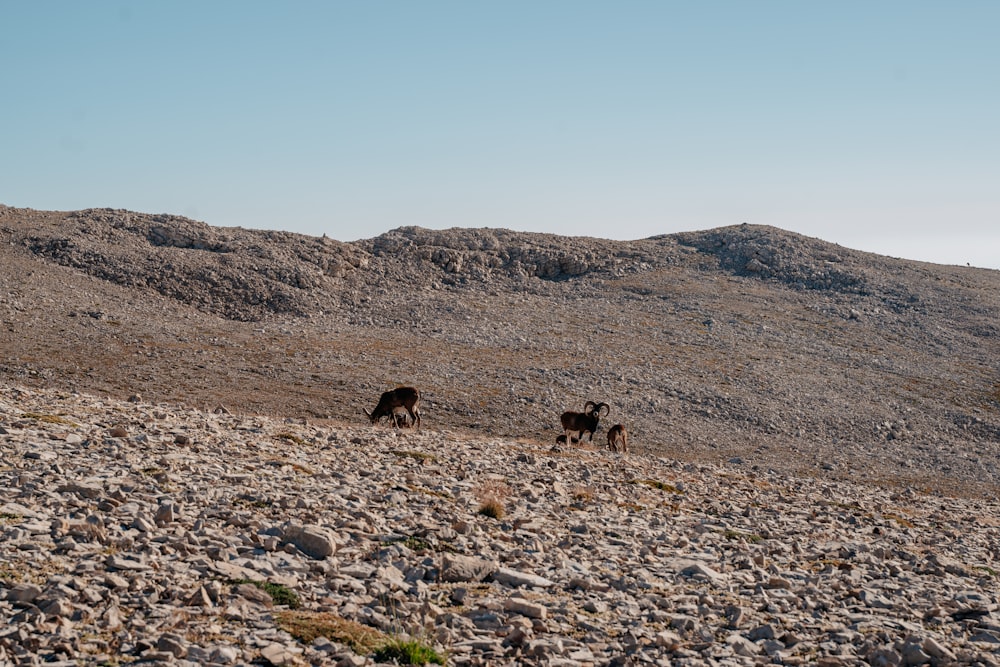 a couple of animals that are standing in the dirt