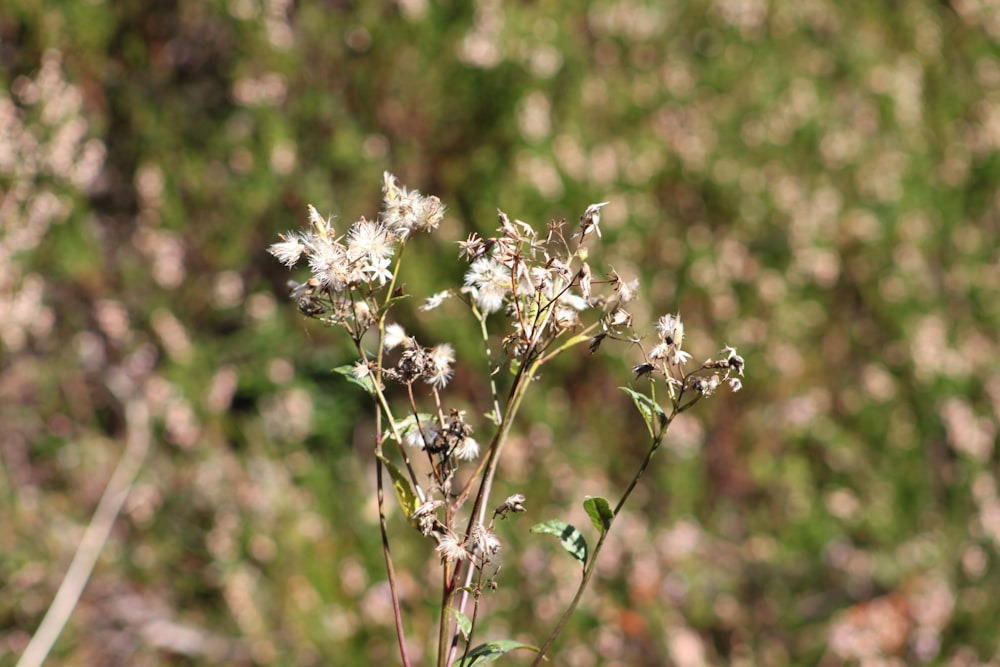 a close up of a plant with white flowers