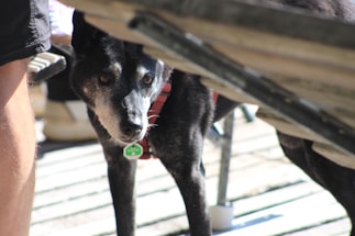 A black and gray dog with a white face is looking intently between wooden planks. The dog is wearing a red harness with a green tag. Sunlight casts shadows on a deck with wooden flooring, and a person's leg is visible to the left.