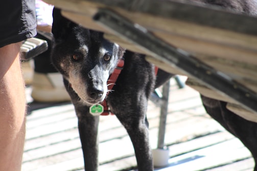 A black and gray dog with a white face is looking intently between wooden planks. The dog is wearing a red harness with a green tag. Sunlight casts shadows on a deck with wooden flooring, and a person's leg is visible to the left.