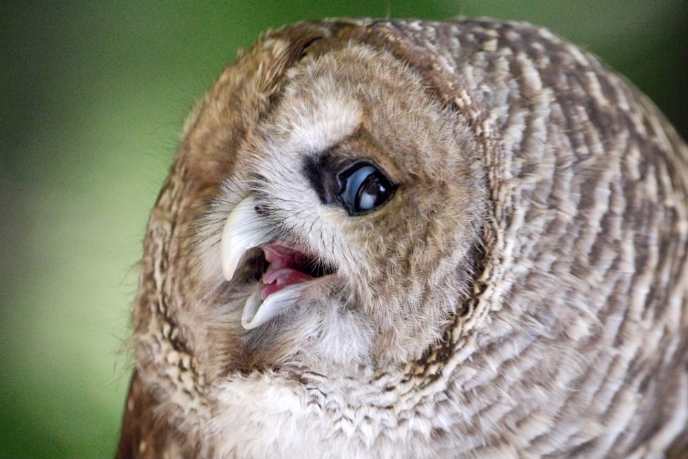 a close up of an owl with its mouth open