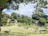 A serene Japanese garden featuring a variety of lush green trees and well-kept shrubs. A small wooden pavilion sits by a calm pond, with a traditional wooden bridge crossing over it. Stone walls in the background blend with the natural scenery, and a clear sky enhances the tranquil atmosphere.