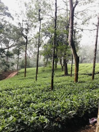 A serene nature walk through lush coffee plantations surrounded by greenery.