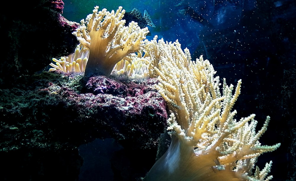 an underwater scene of a coral and seaweed