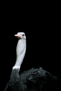 An ostrich stands prominently against a completely black background, showcasing its long neck, small head, and textured feathers. The bird's distinctive features, including its large eyes and sharp beak, are highlighted.