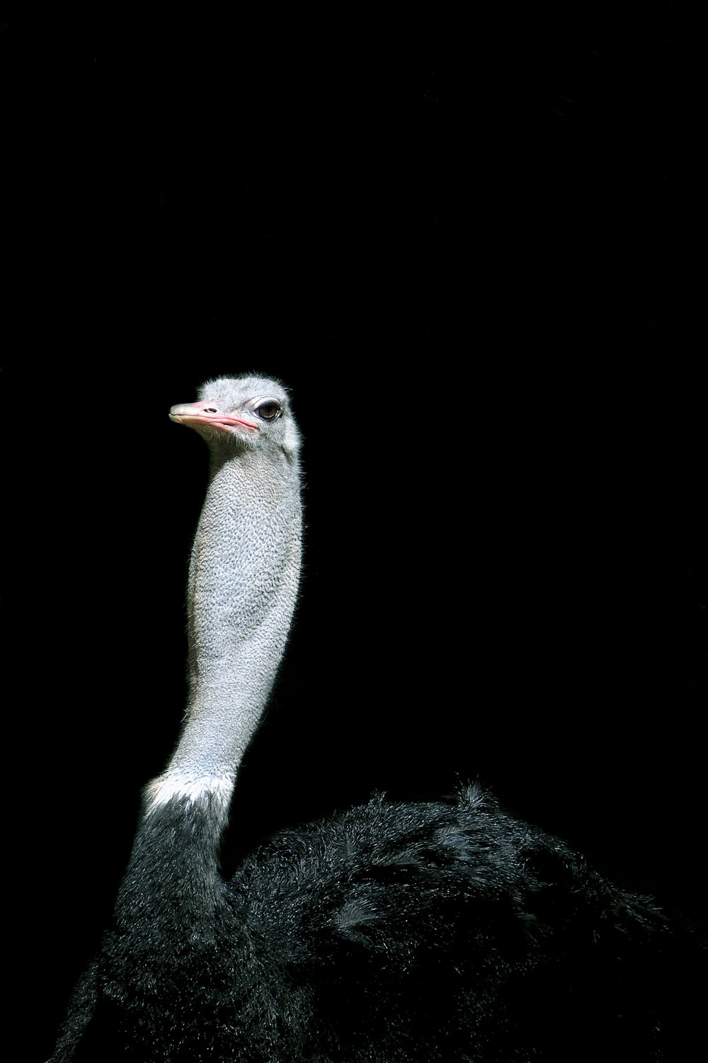 an ostrich is standing in the dark
