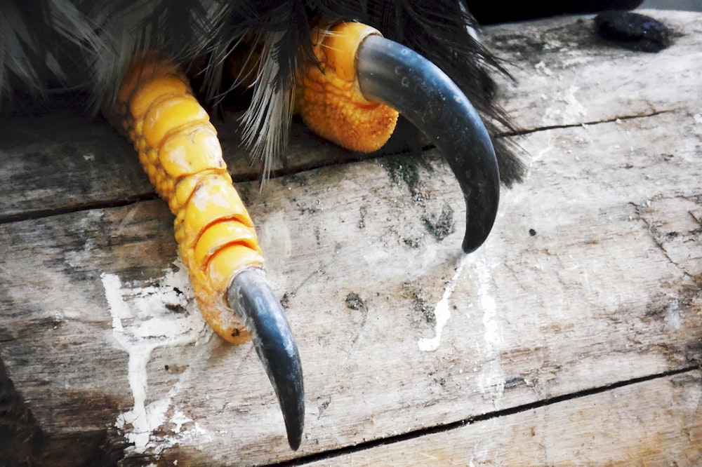 a close up of an animal's claws and claws