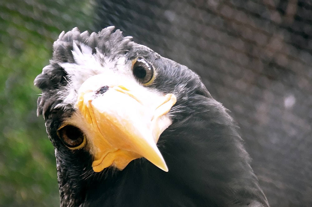 a black and white bird with a yellow beak