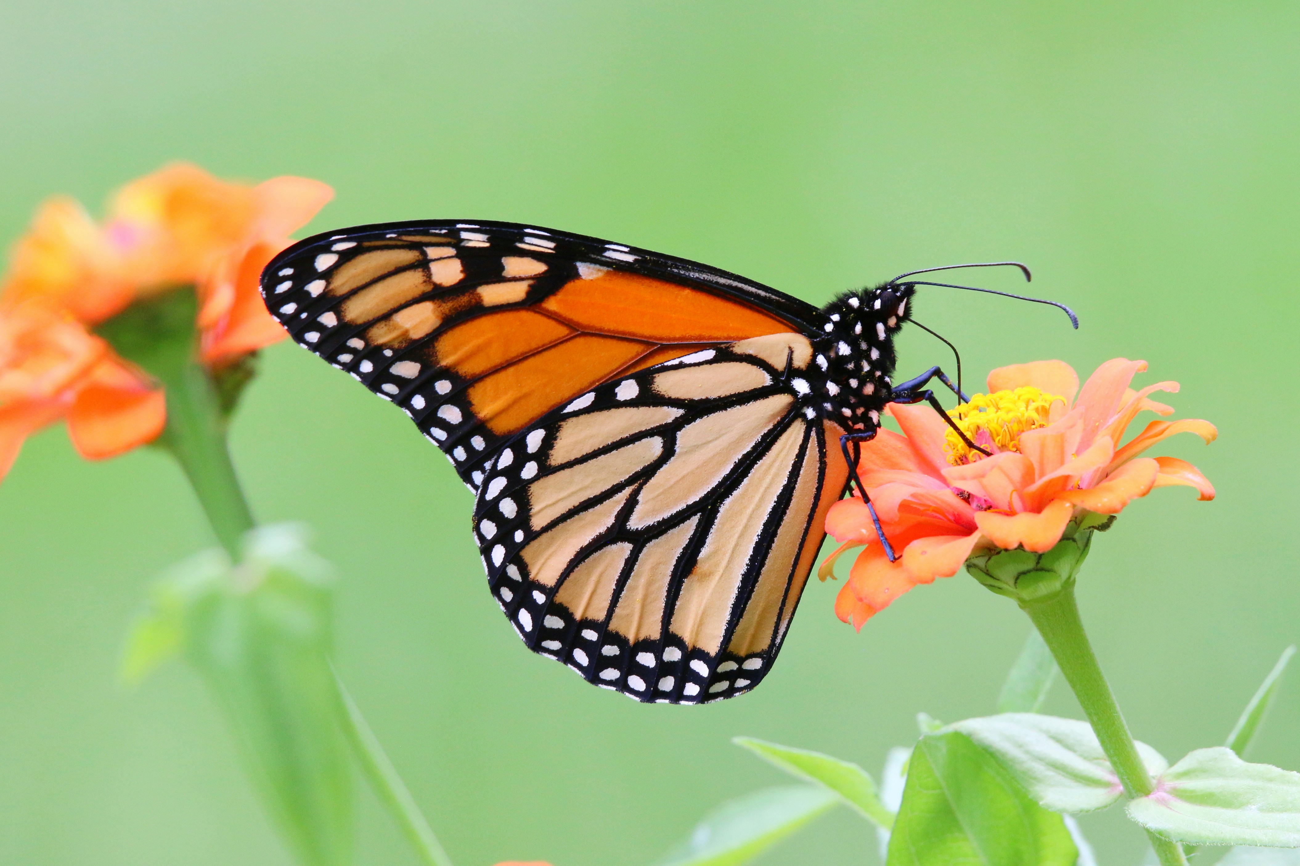 Photo by goldenplover31