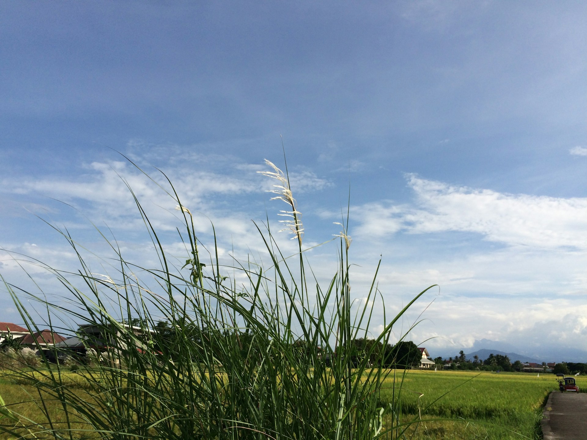 a grassy field with a road going through it
