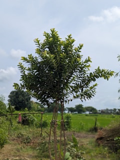 A young tree with lush green leaves stands in a rural field. The branches are supported by wooden stakes. In the background, there is a vast expanse of greenery and a partly cloudy sky.
