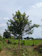 A close-up of a young tree supported by flexible ties in a sunny garden near Plovdiv.
