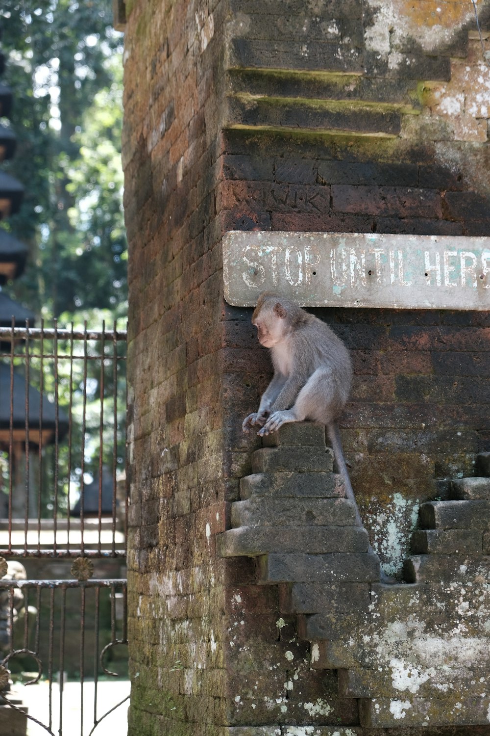 ein Affe, der auf einigen Stufen sitzt