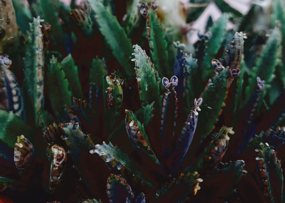 a close up of a plant with many leaves