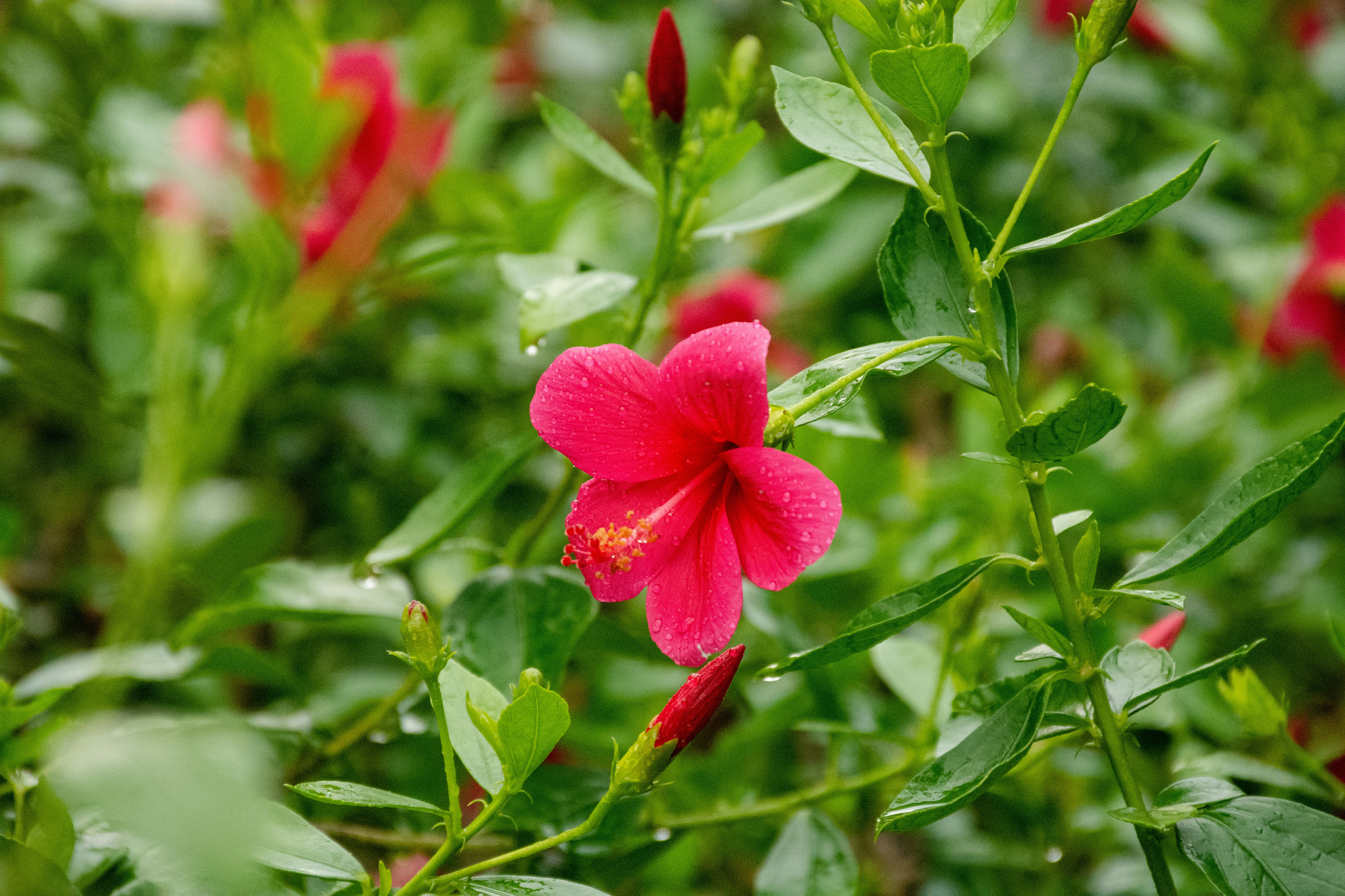 Photo by sandeshsharma27