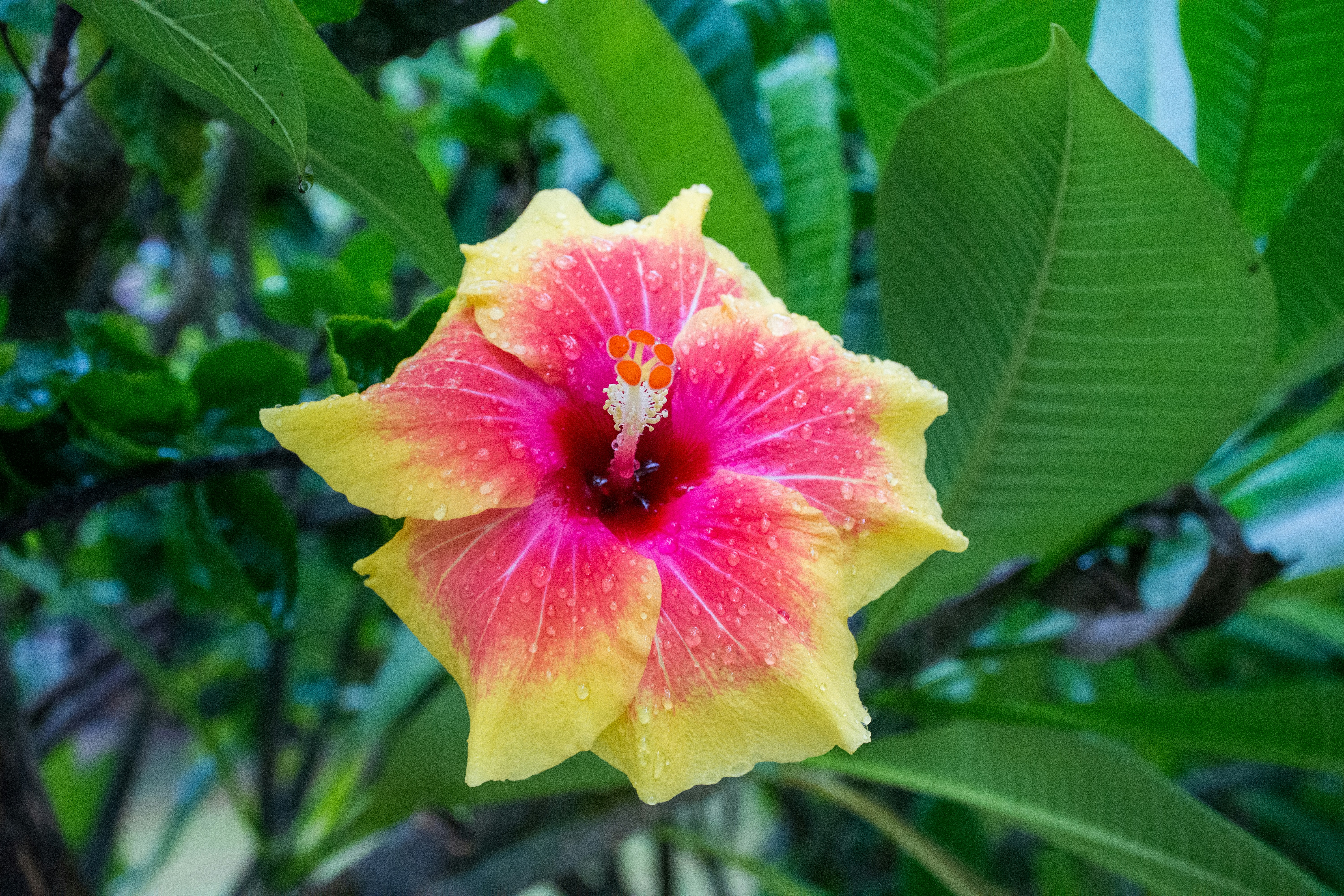 Photo by sandeshsharma27