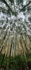 A canopy of tall eucalyptus trees with a dense cover of leaves blocking a clear view of the sky above. The bark is smooth and pale, with shades of white and brown, and the underbrush is lush with green foliage.