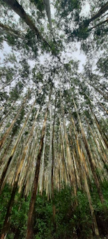 A canopy of tall eucalyptus trees with a dense cover of leaves blocking a clear view of the sky above. The bark is smooth and pale, with shades of white and brown, and the underbrush is lush with green foliage.