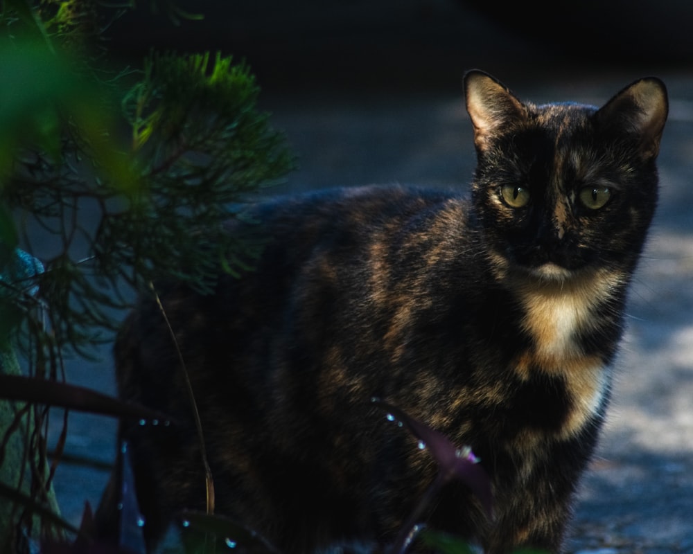 a black and brown cat standing next to a plant
