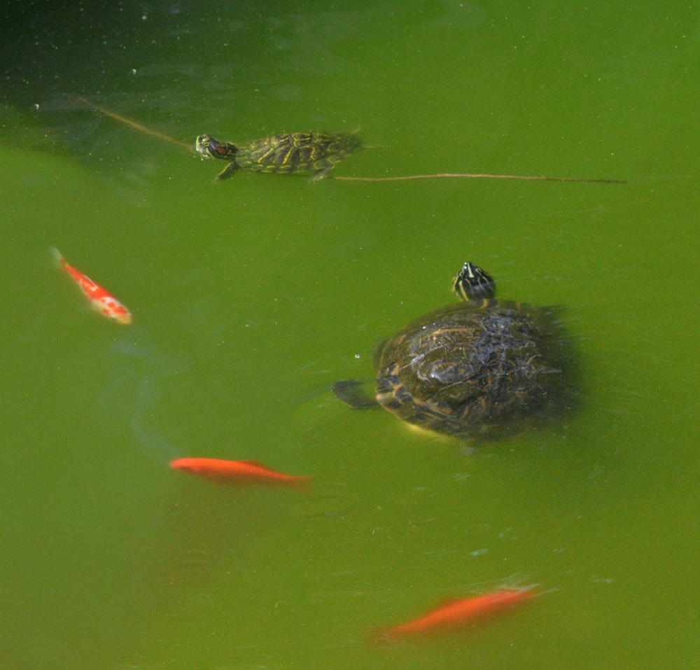 a group of turtles swimming in a pond