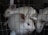 Three white rabbits with pink eyes are enclosed in a wire cage. They appear to be closely situated together, suggesting limited space within the enclosure.