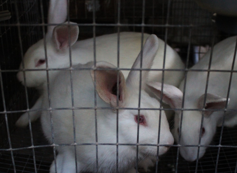 Un groupe de lapins blancs dans une cage