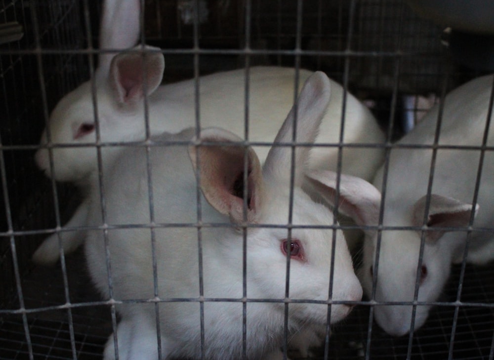 a group of white rabbits in a cage