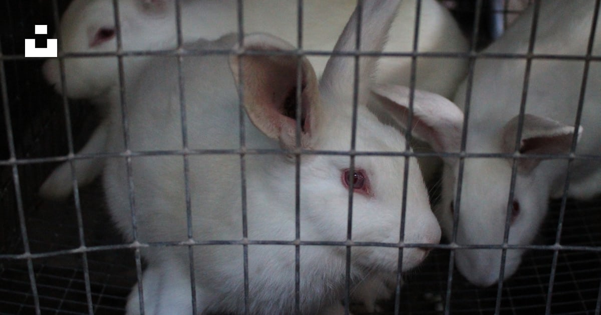 A group of white rabbits in a cage photo – Free Sad Image on Unsplash