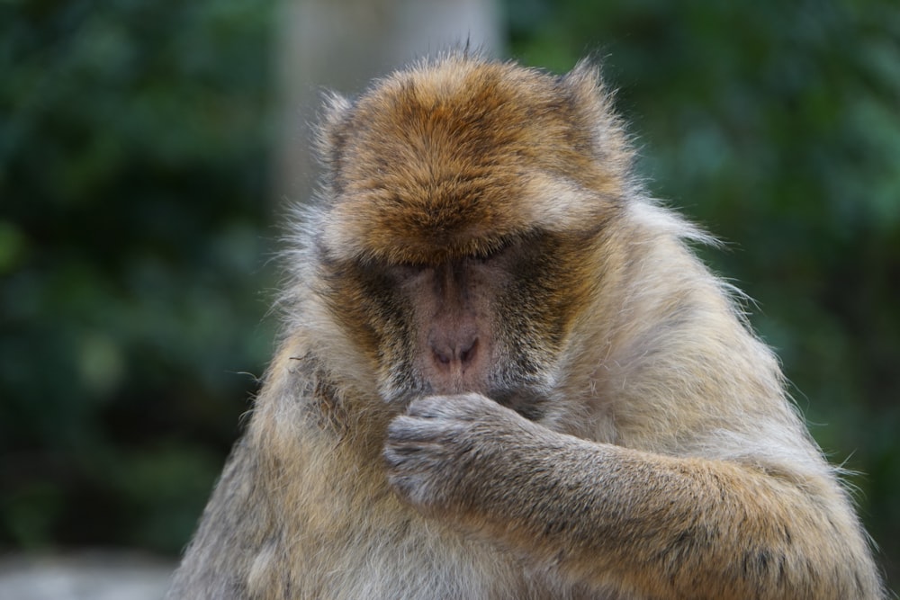 a close up of a monkey with a blurry background