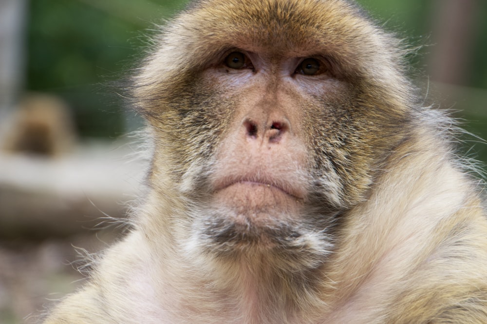 a close up of a monkey with a blurry background