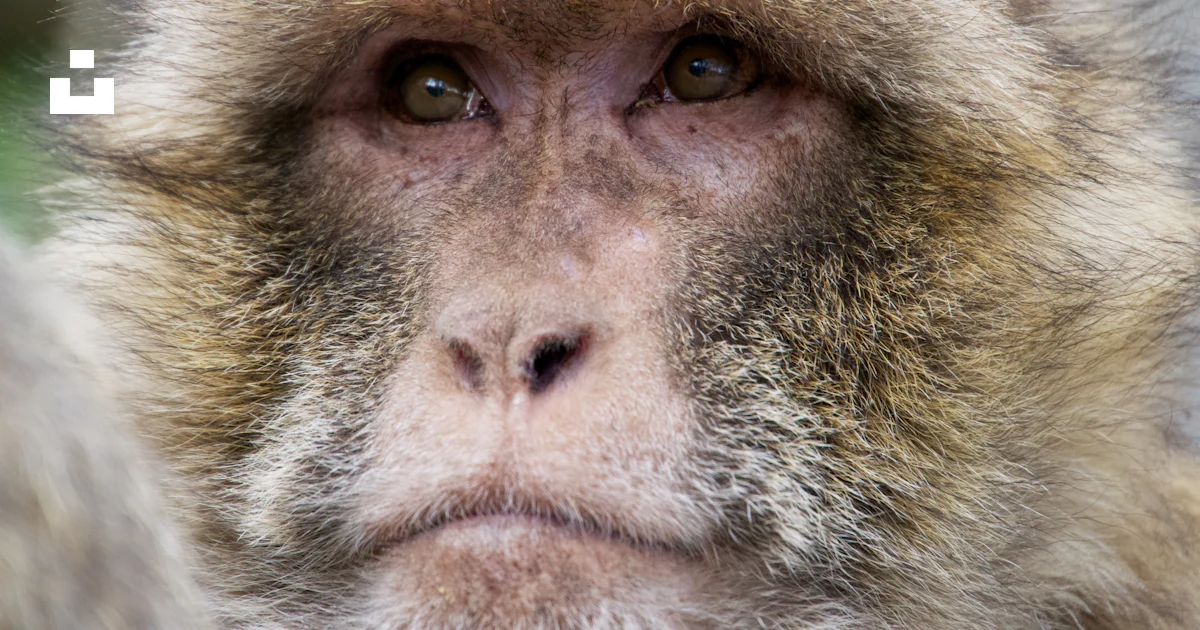 A close up of a monkey's face with a blurry background photo – Free ...