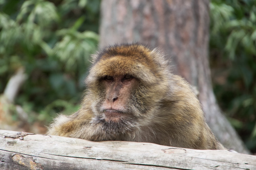 a close up of a monkey on a log