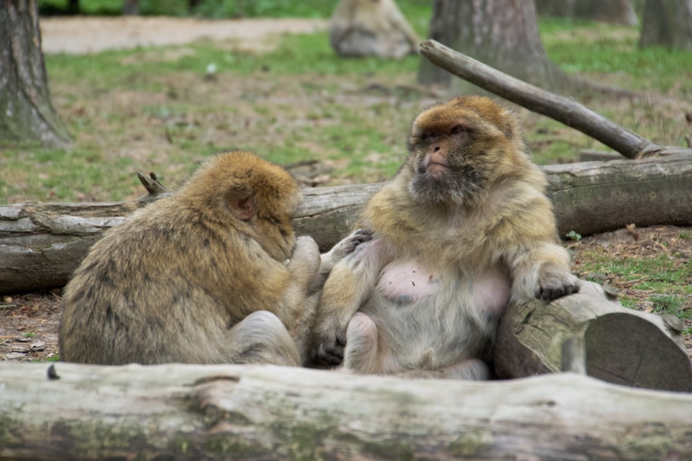 a couple of monkeys sitting on top of a log