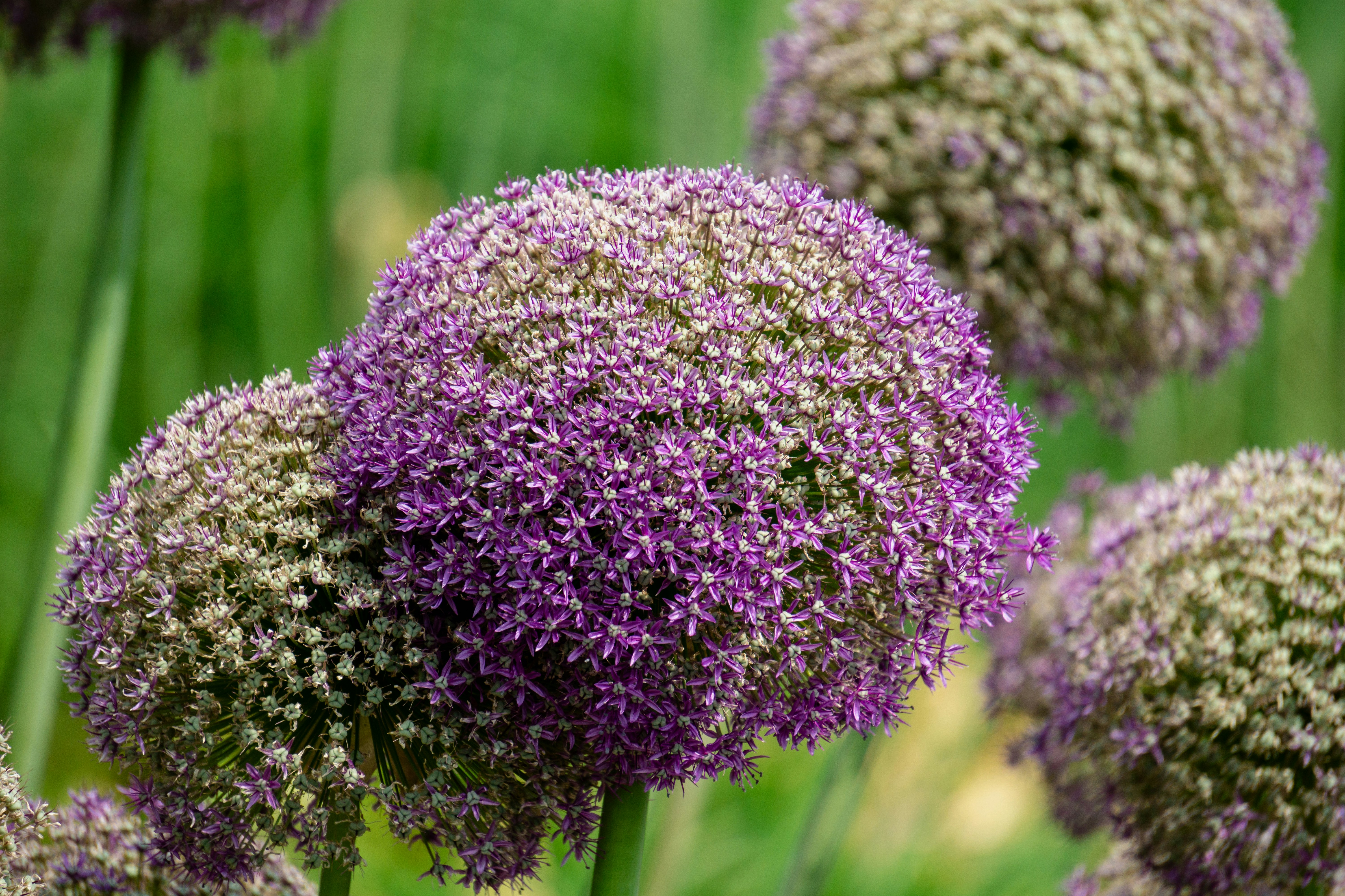 Photo by aravindreddytarugu