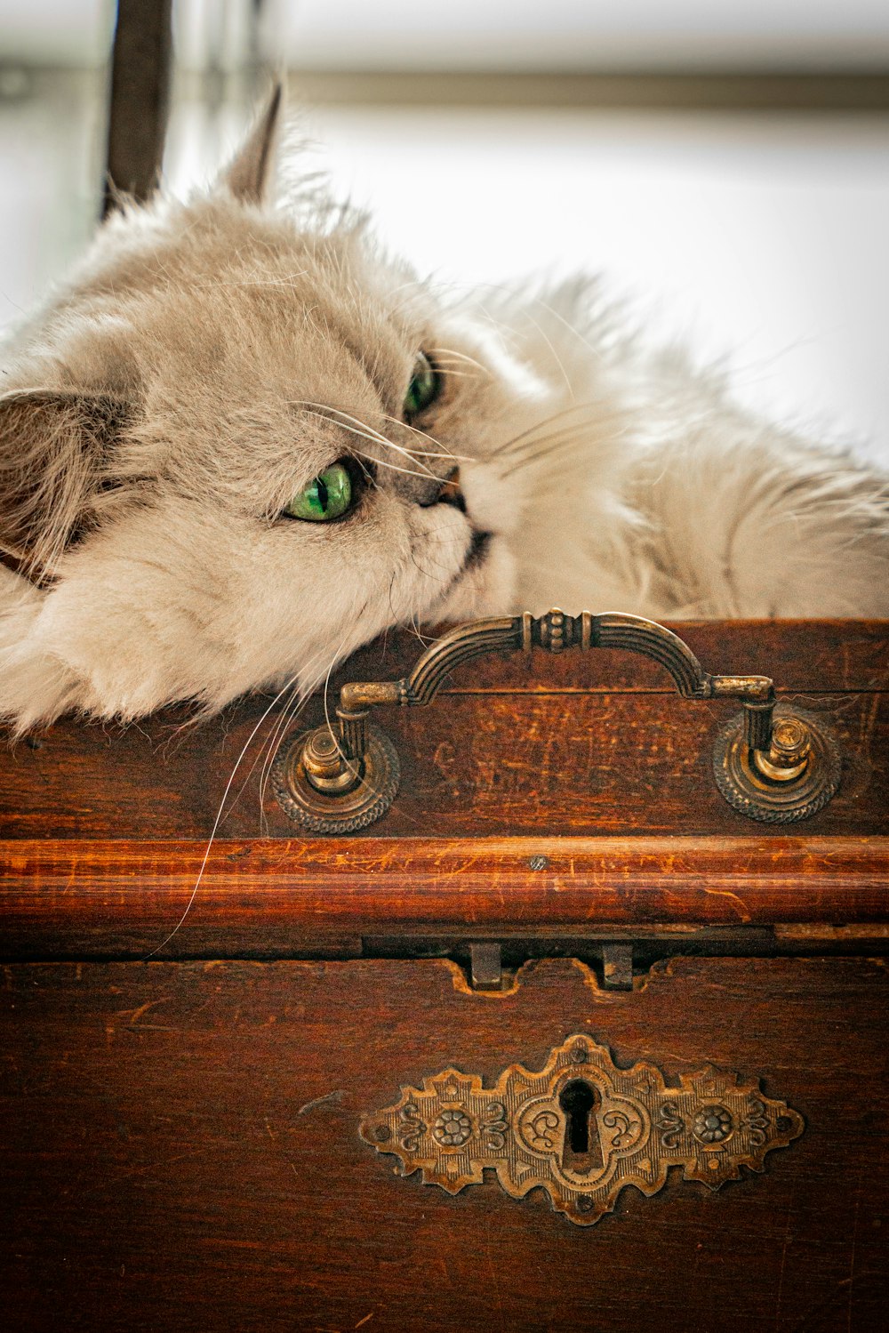a cat laying on top of a wooden chest