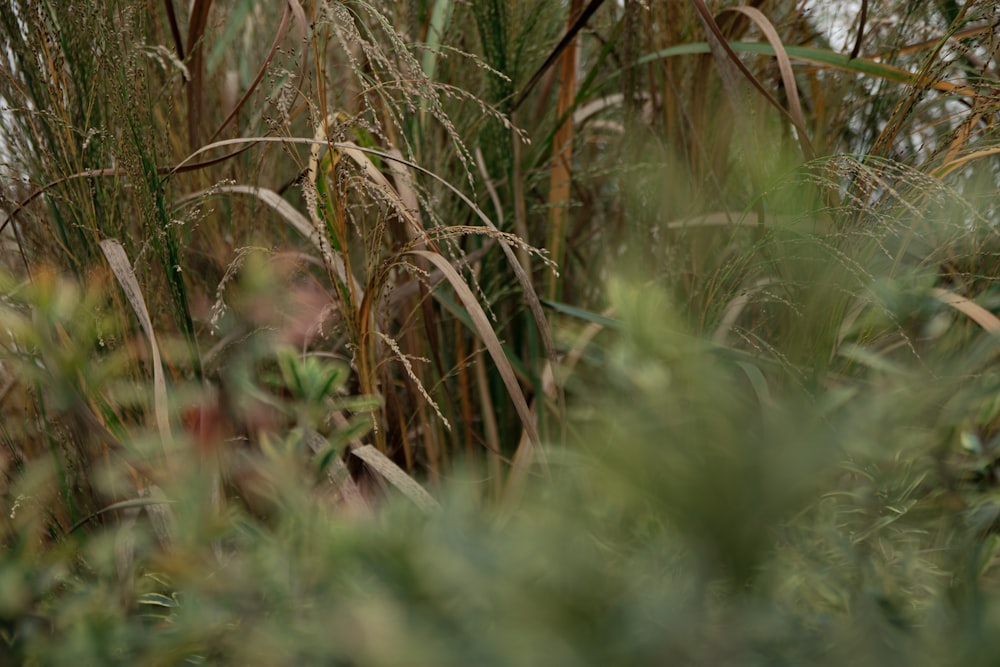 a blurry photo of tall grass in a field