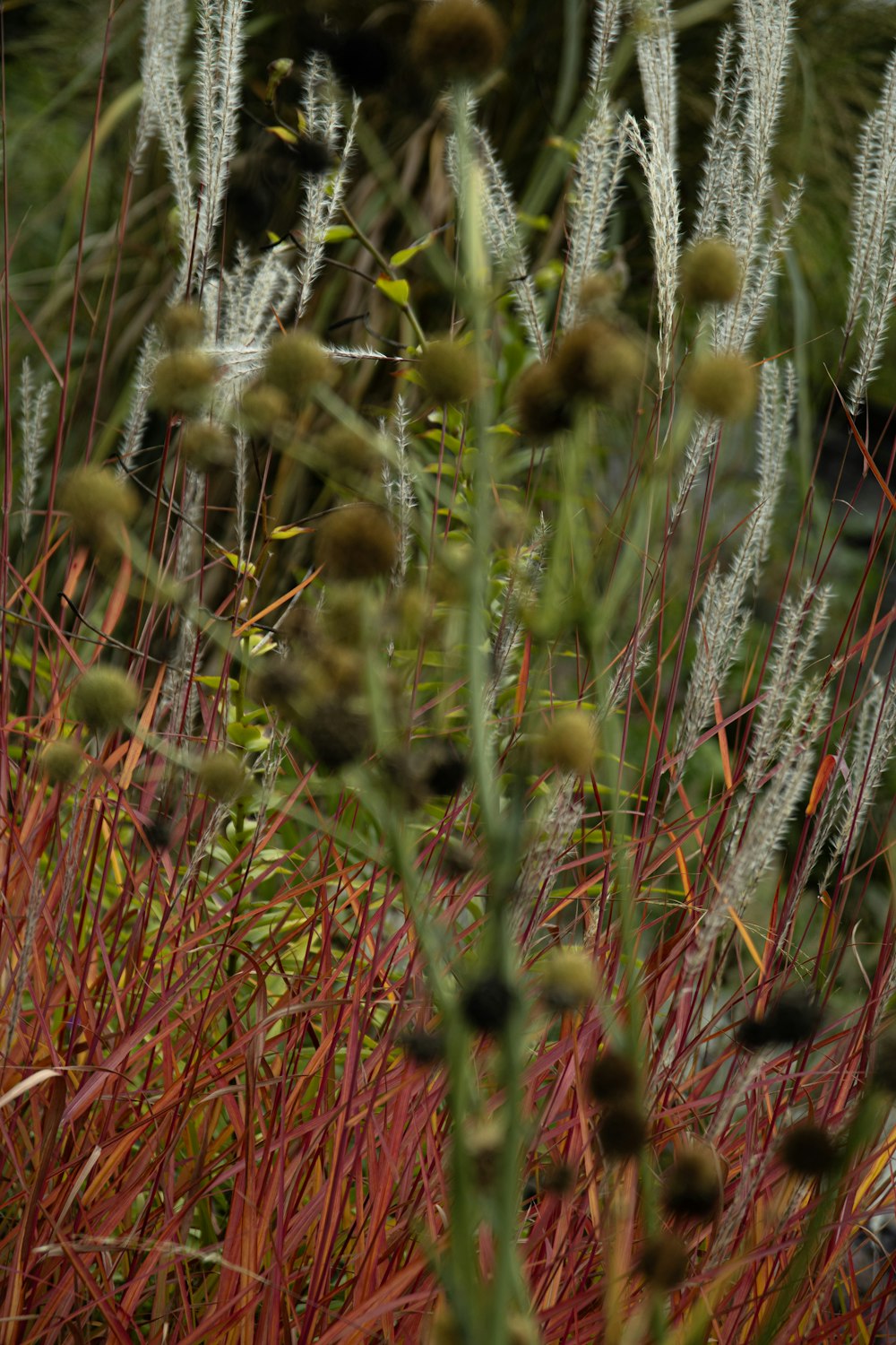 a close up of a bunch of plants in a field