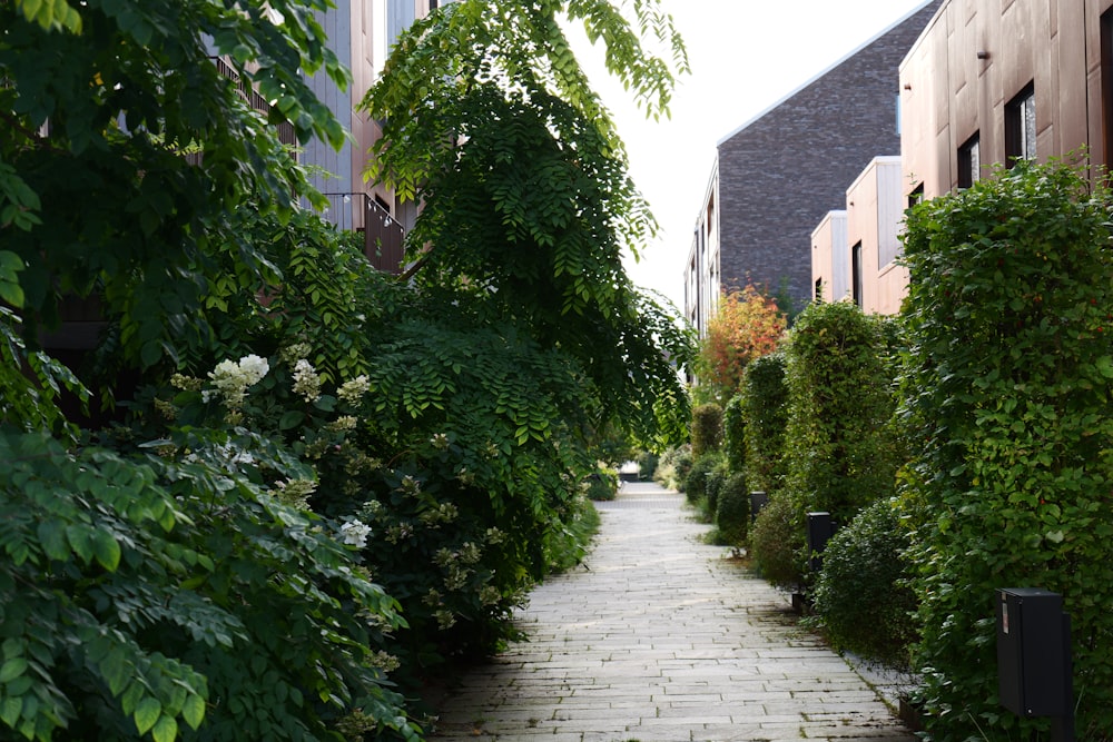 a brick walkway between two buildings with trees lining both sides