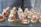 A tray of elegantly presented hors d'oeuvres with thin slices of raw meat, possibly beef, placed on small rounds of bread. Each piece is garnished with small greens, cheese slices, and a dollop of sauce. The arrangement is on a dark serving platter, and a sign with 'Caracas Catering Eventos' is prominently displayed in front.