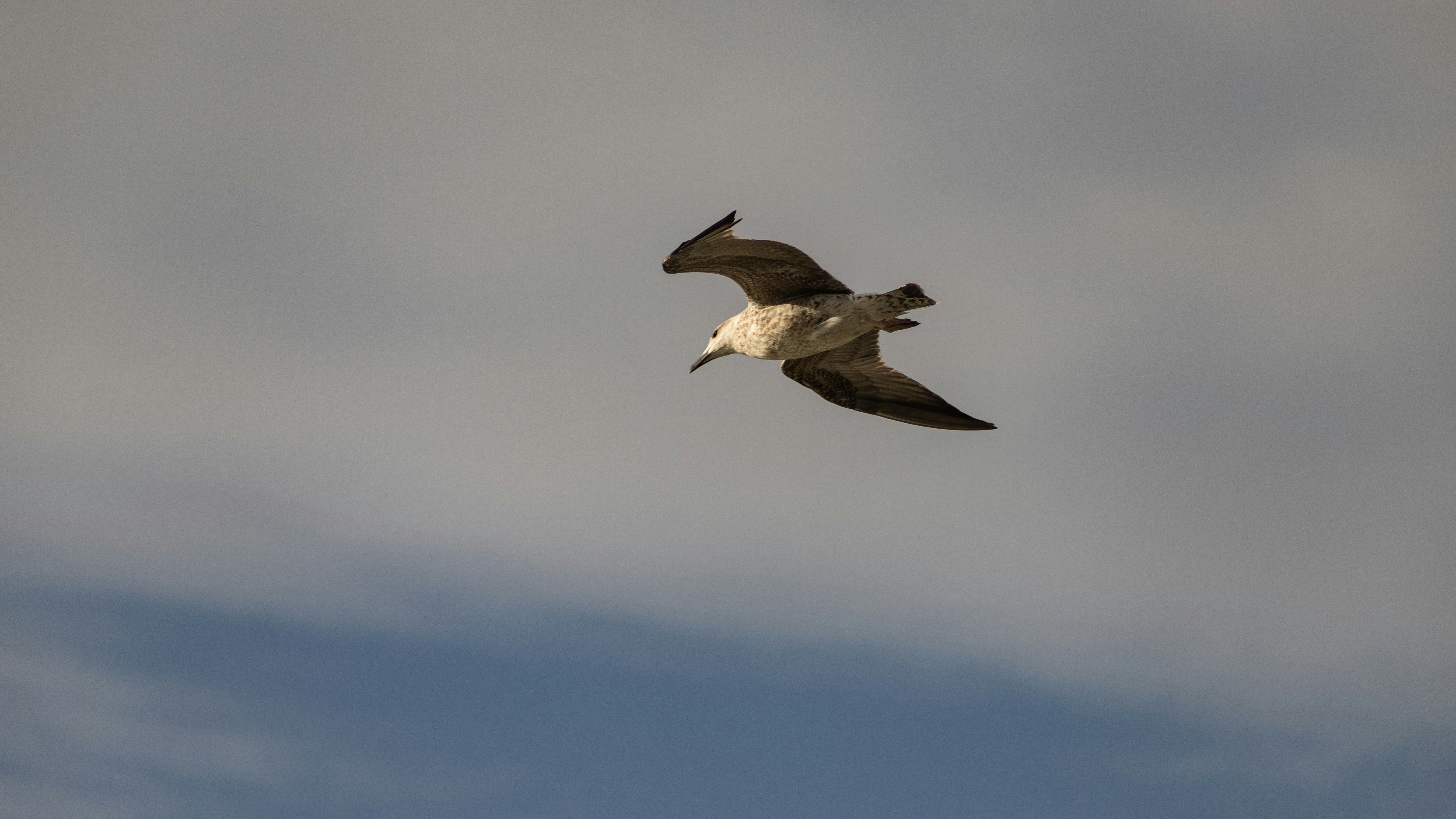 Photo by shutter_speed_