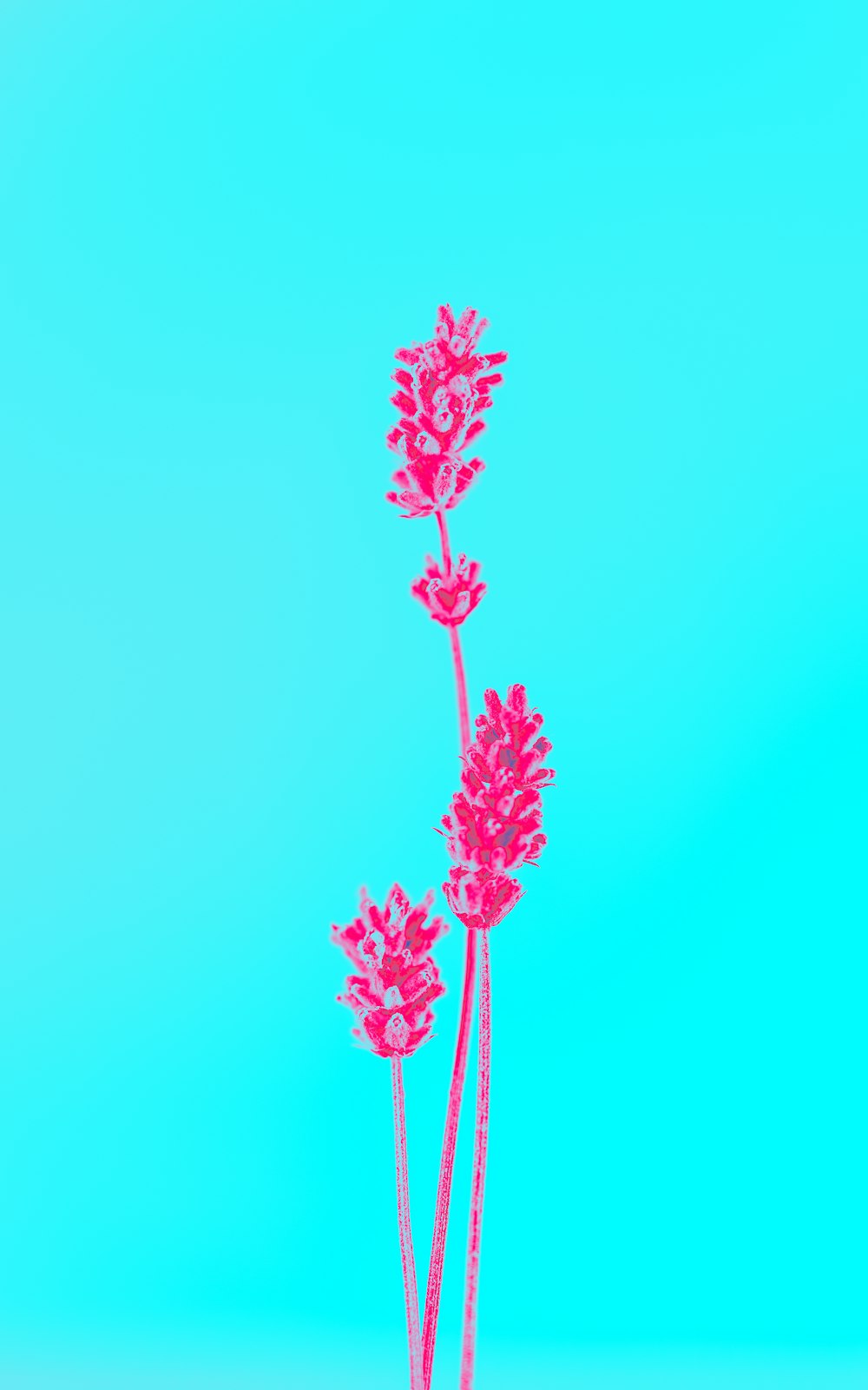 three pink flowers on a blue background