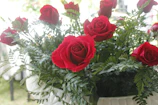 A vibrant bouquet of deep red roses with lush green leaves, glowing in natural light.