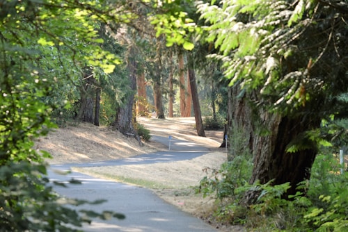 A serene forest path winds through tall, verdant trees, with sunlight filtering through the canopy to create dappled patterns on the ground. The path is paved and curves gently, inviting exploration. Lush greenery surrounds the scene, providing a tranquil and natural atmosphere.