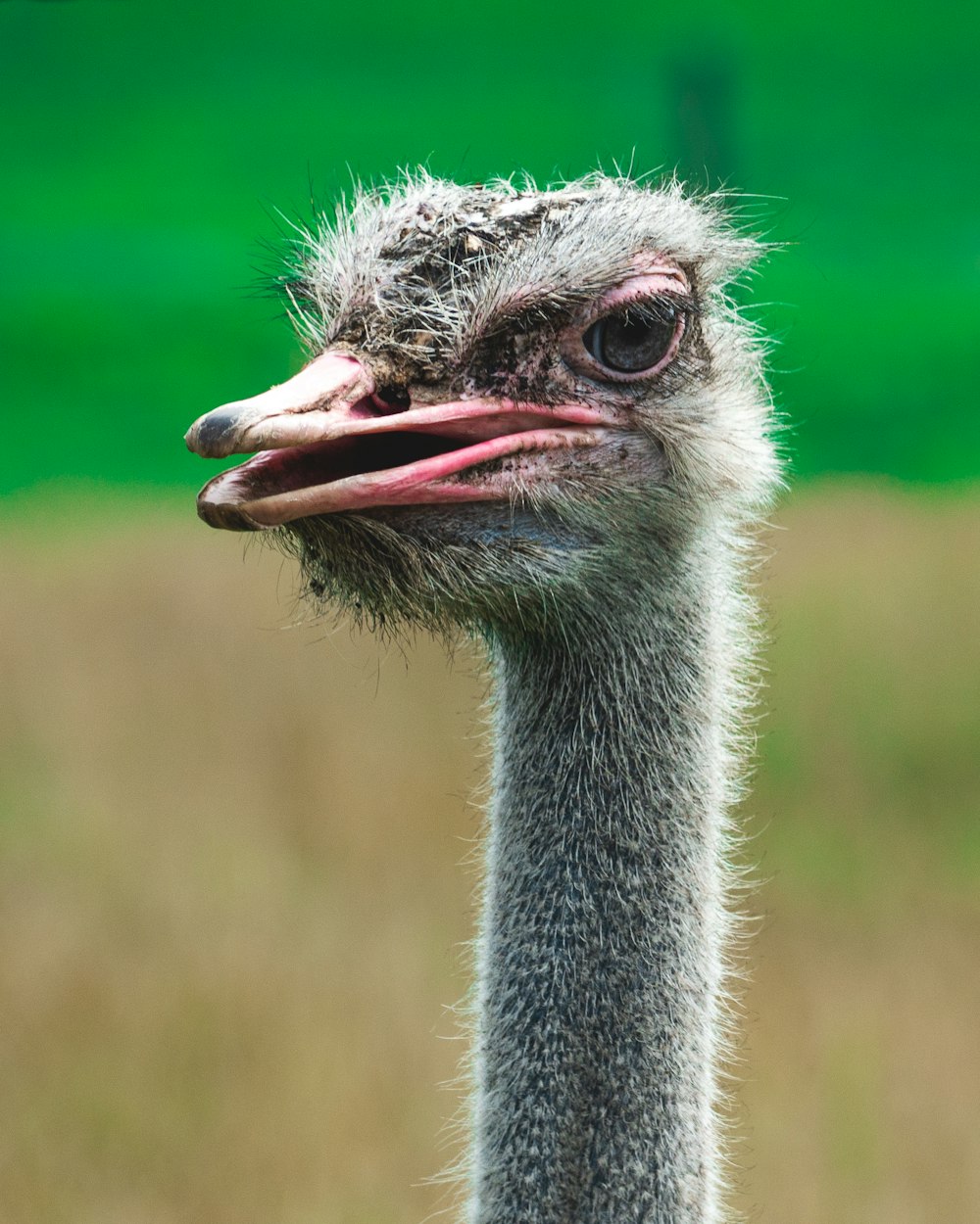 an ostrich is standing in a grassy field